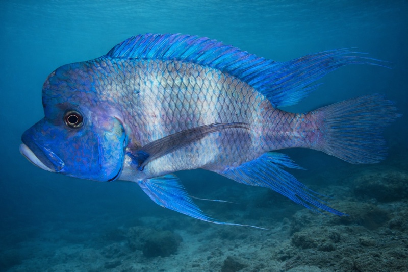 Cyphotilapia gibberosa 'Itinilo Rocks' (Kansombo)